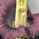 Florescencia de la Armorphophallus titanum. Foto: Wikimedia Commons